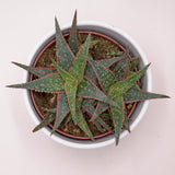 Aloe Red Shade - 10.5cm