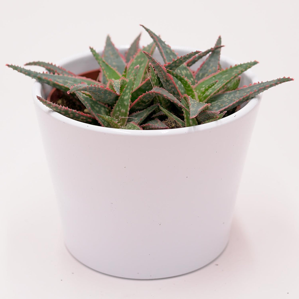 Aloe Red Shade - 10.5cm