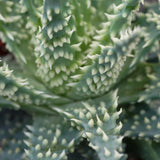Aloe Safari - 10.5cm