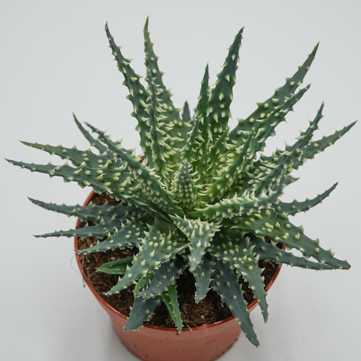 Aloe Safari - 10.5cm