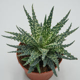 Aloe Safari - 10.5cm