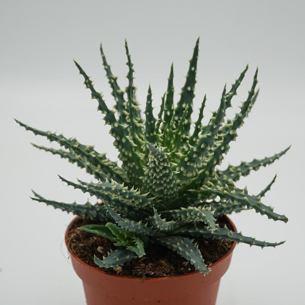 Aloe Safari - 10.5cm