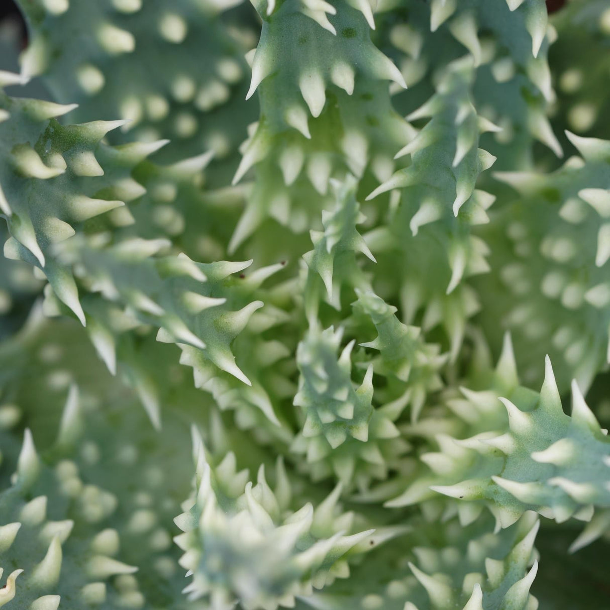 Aloe Safari - 10.5cm