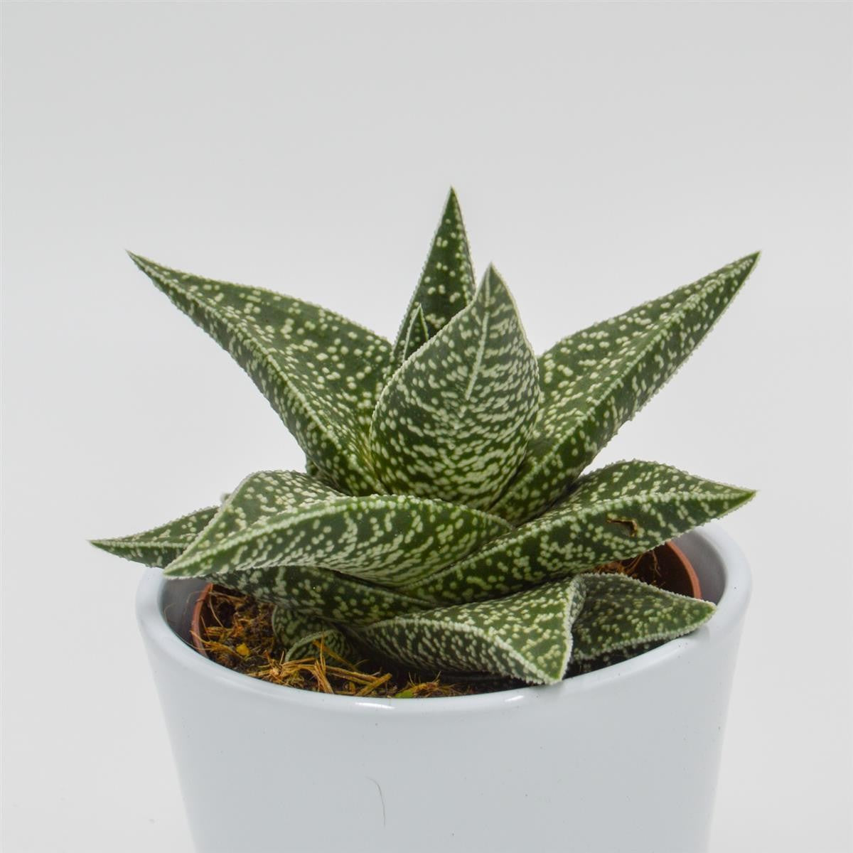Aloe somaliensis - 10.5cm
