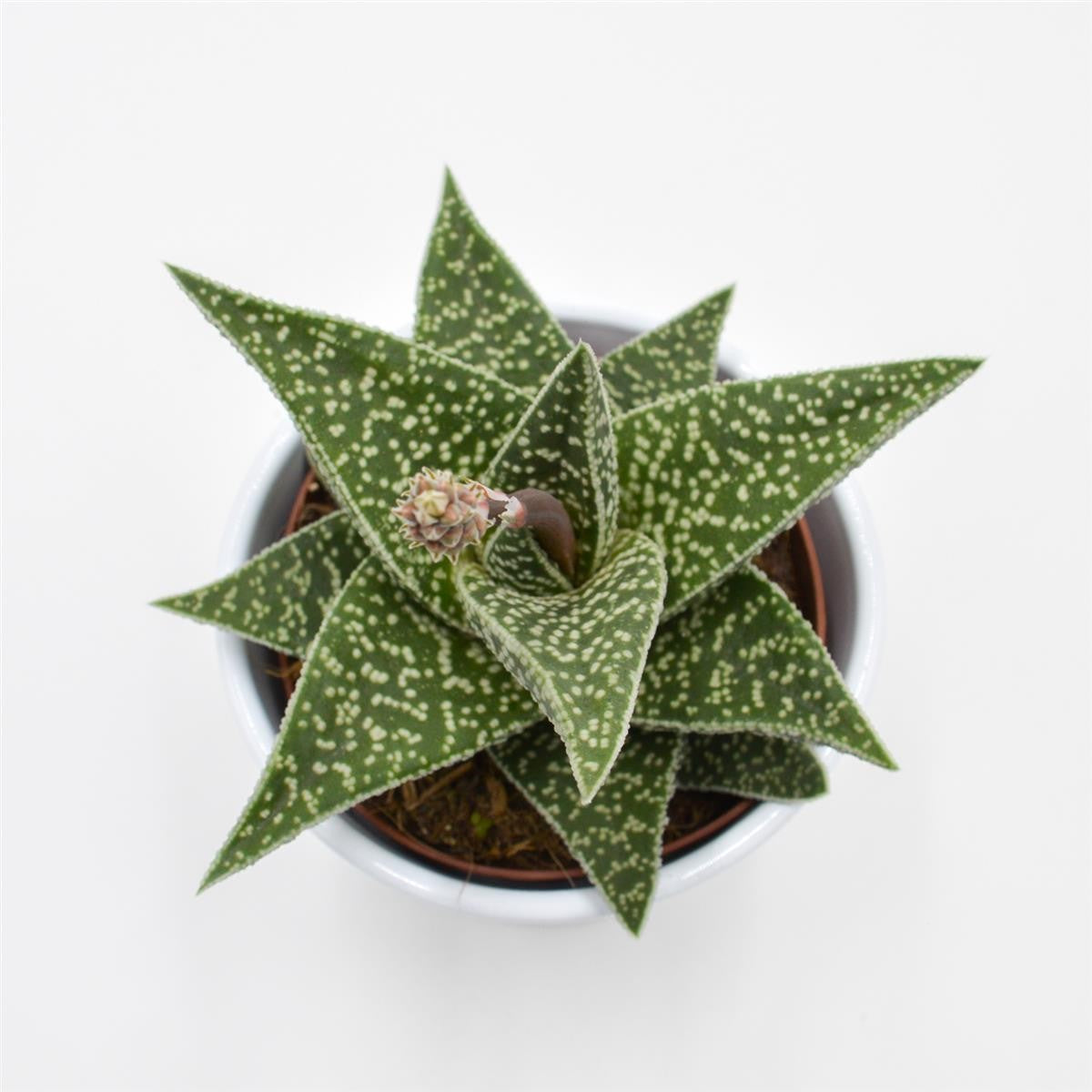 Aloe somaliensis - 10.5cm