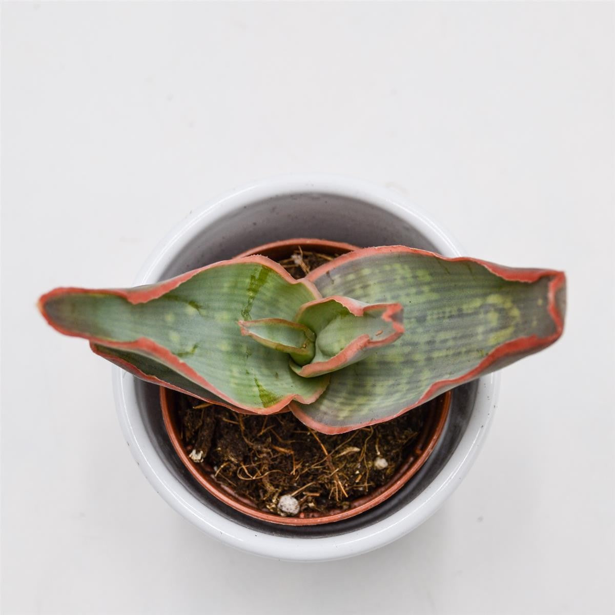 Aloe striata - 5.5cm
