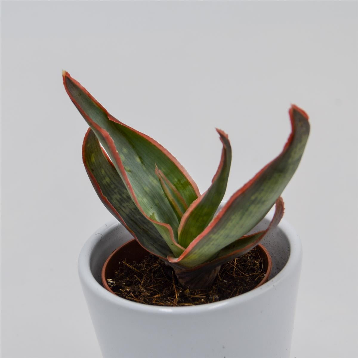 Aloe striata - 5.5cm