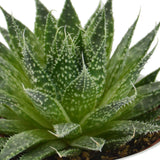 Aloha Aloe, 5 pieces
