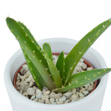 Aloha Aloe, 5 pieces