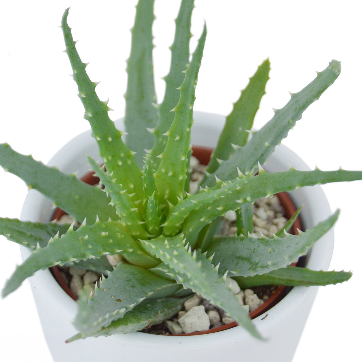 Aloha Aloe, 5 pieces