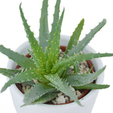 Aloha Aloe, 5 pieces