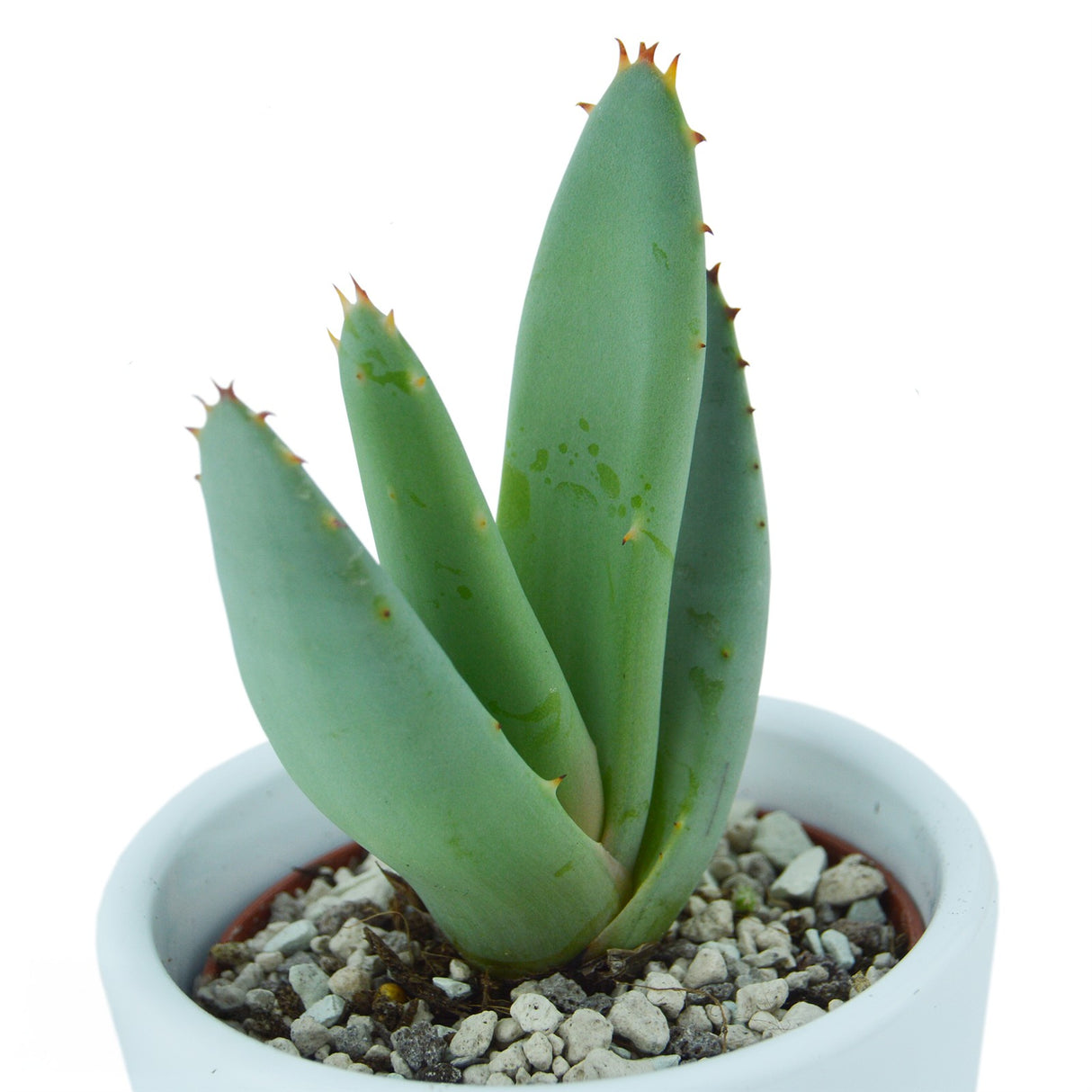 Aloha Aloe, 5 pieces