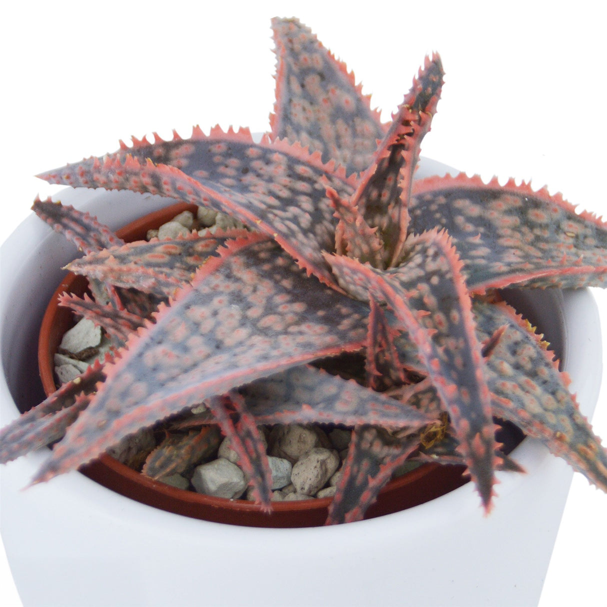 Aloha Aloe, 5 pieces