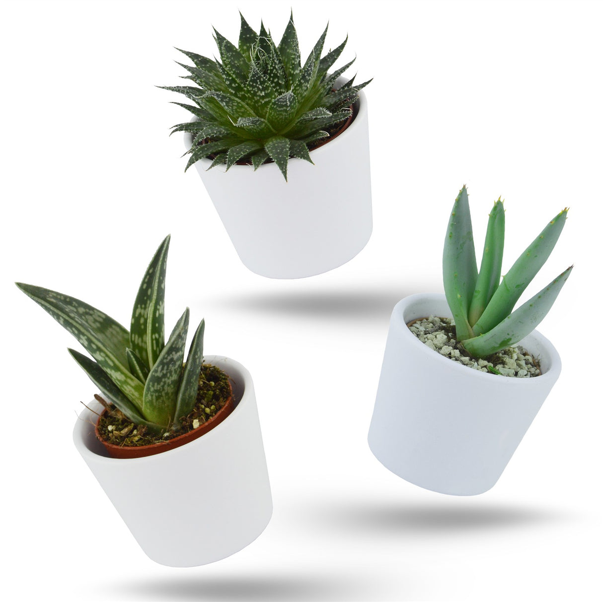 Aloha Aloe, 3 pieces
