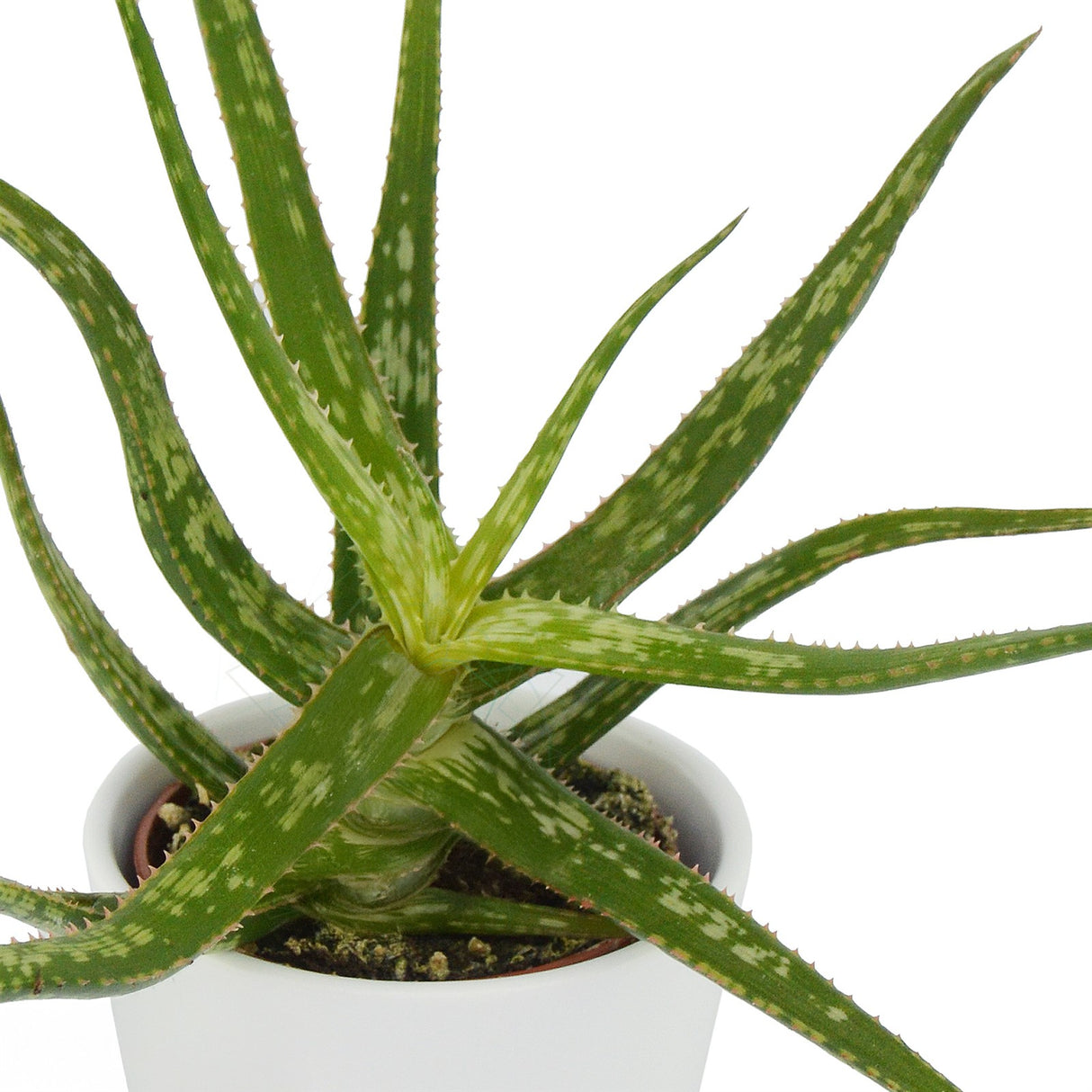 Aloha Aloe, 5 pieces