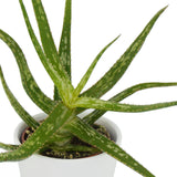 Aloha Aloe, 5 pieces