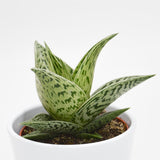 Aloe Tribal - 10.5cm