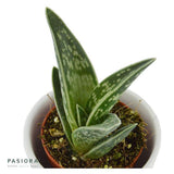 Aloe variegata - 5.5cm