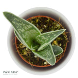 Aloe variegata - 5.5cm