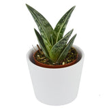 Aloe variegata - 5.5cm