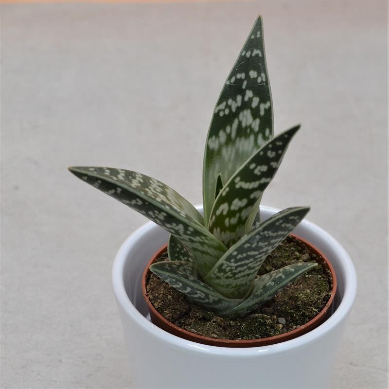 Aloe variegata - 8.5cm