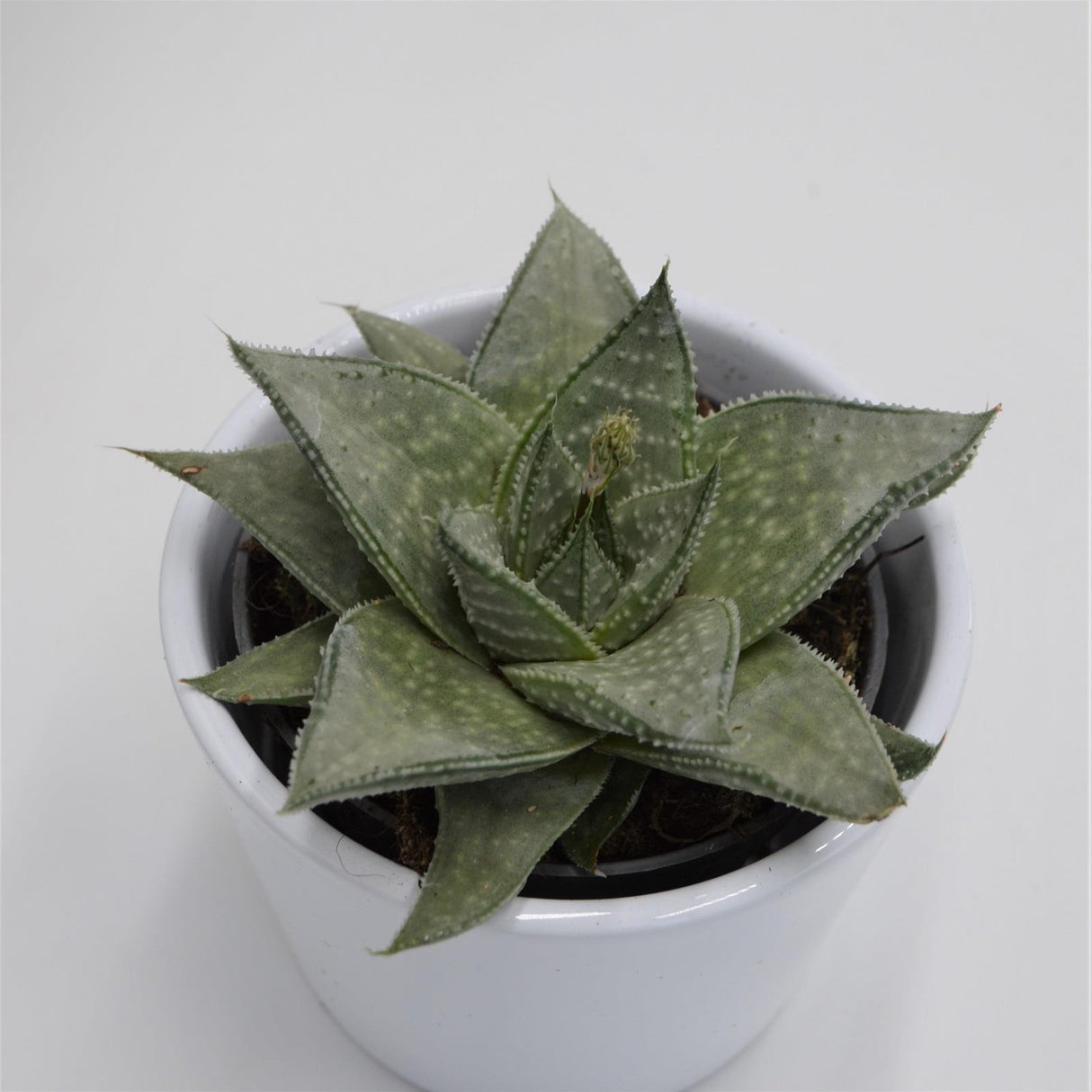 Aloe Wonder - 8.5cm