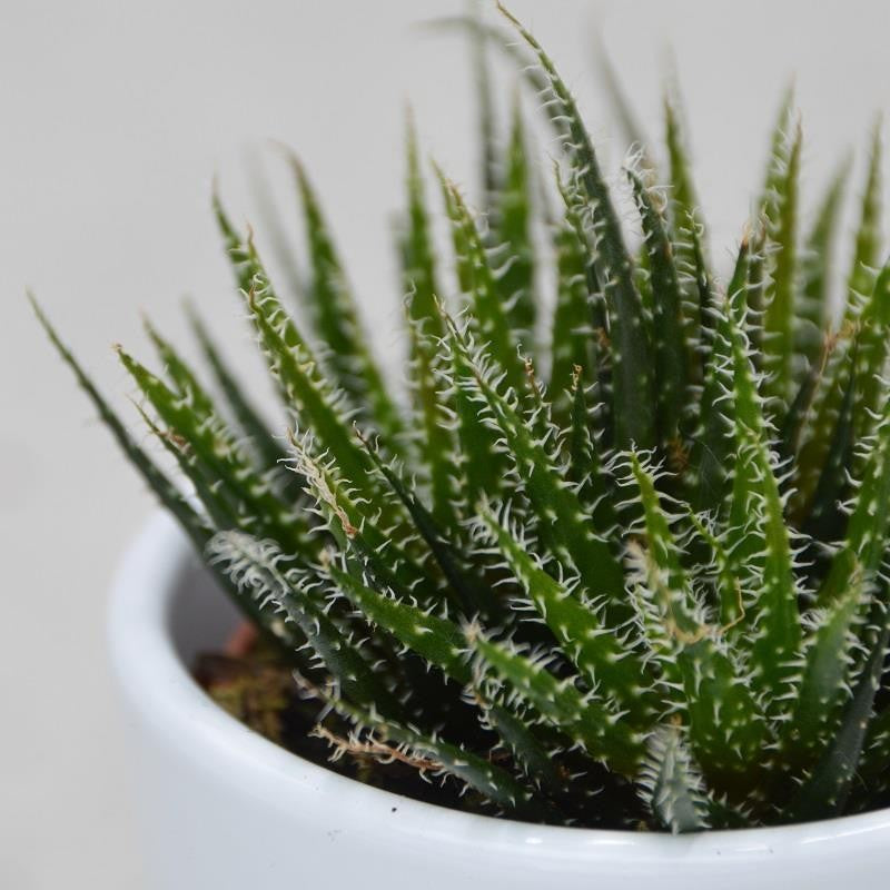 Aloe haworthioides - 5,5cm