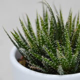 Aloe haworthioides - 5,5cm