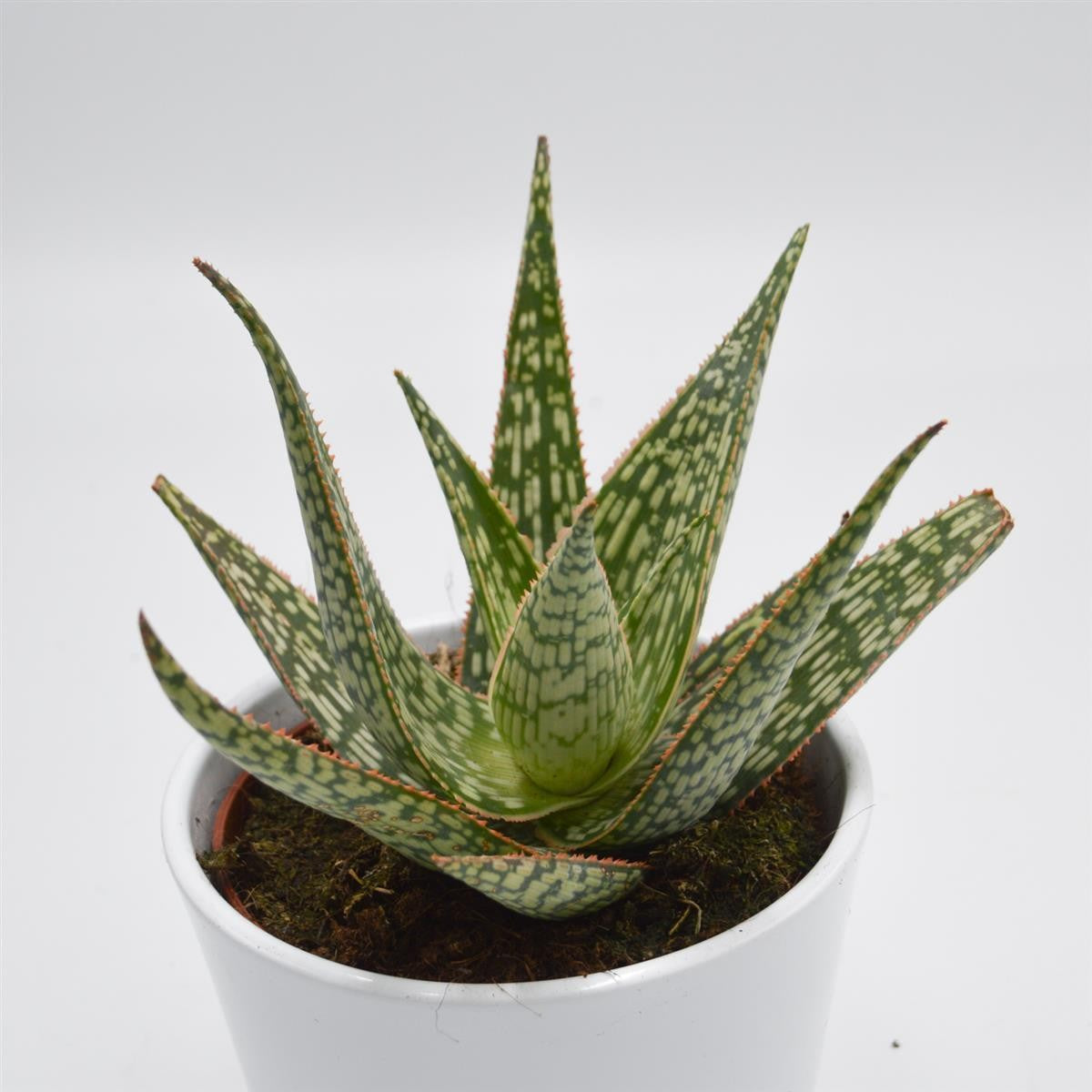 Aloe Carola - 10.5cm