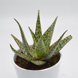 Aloe Carola - 10,5cm