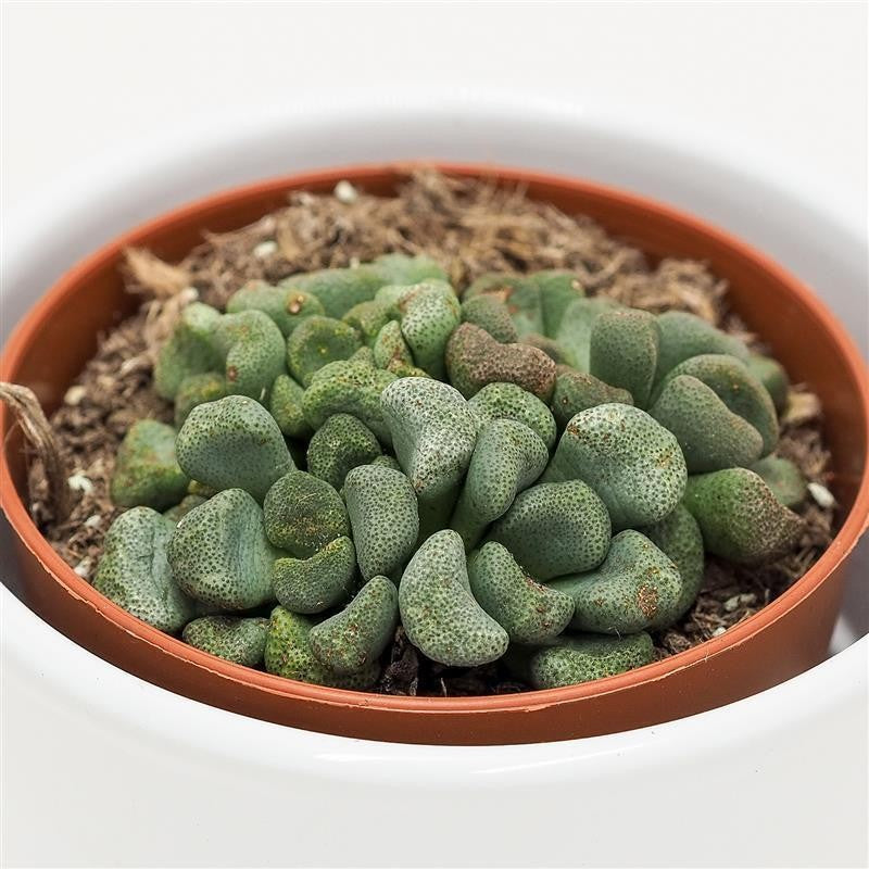 Aloinopsis schooneesii - 8.5cm