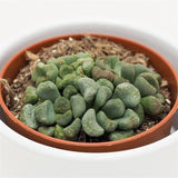 Aloinopsis schooneesii - 8.5cm