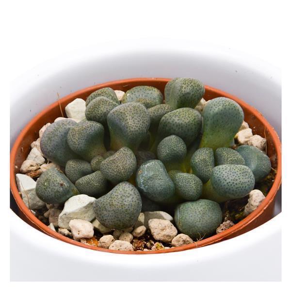 Aloinopsis schooneesii - 5.5cm