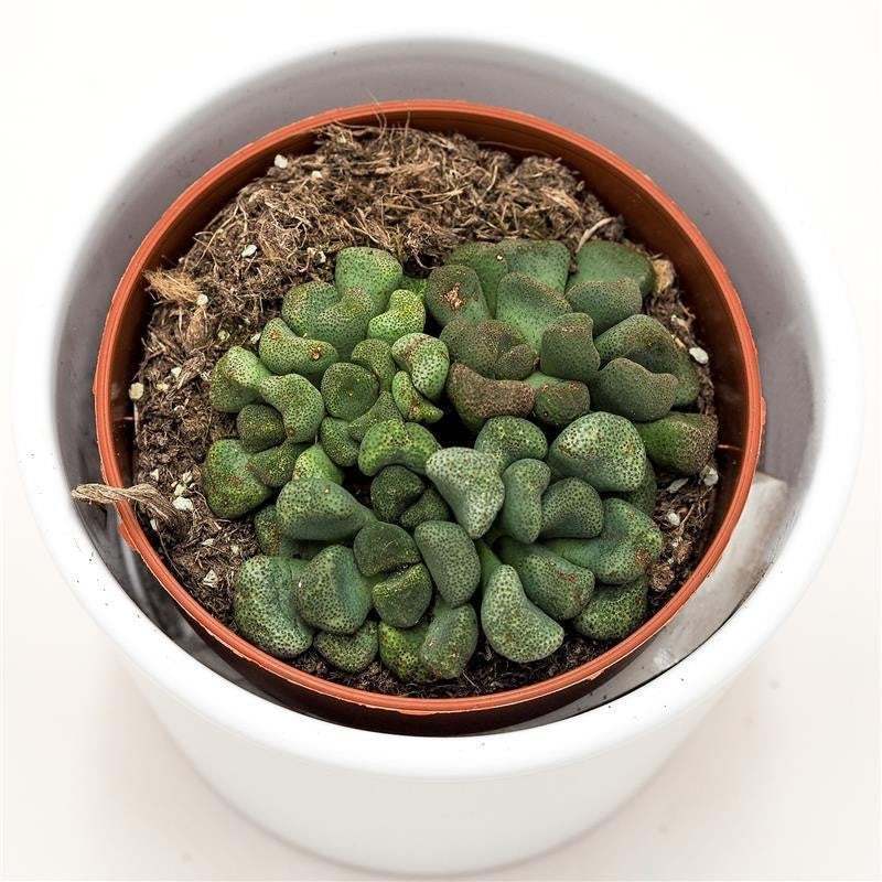 Aloinopsis schooneesii - 8.5cm