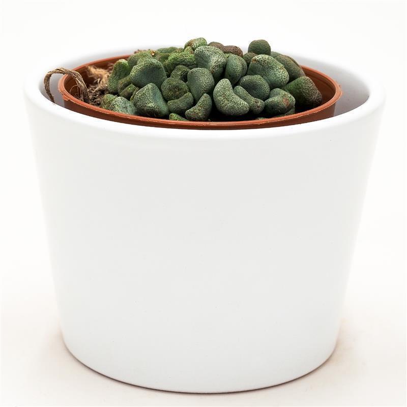 Aloinopsis schooneesii - 8.5cm