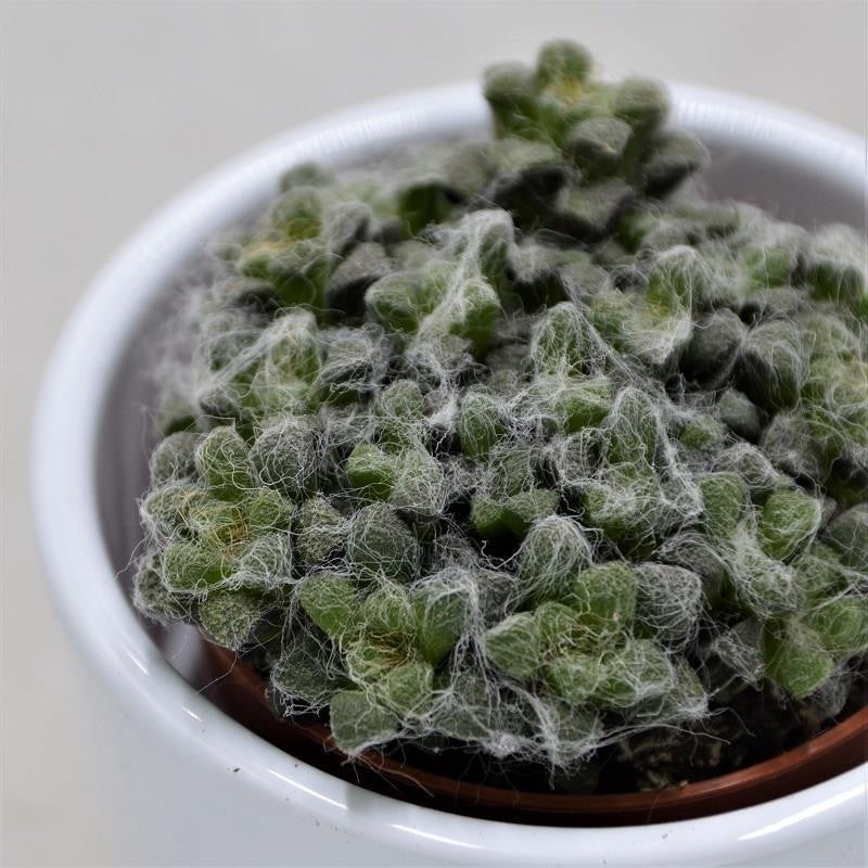 Anacampseros retusa filamentosa - 5.5cm