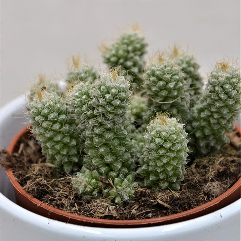 Anacampseros baeseckei - 8.5cm