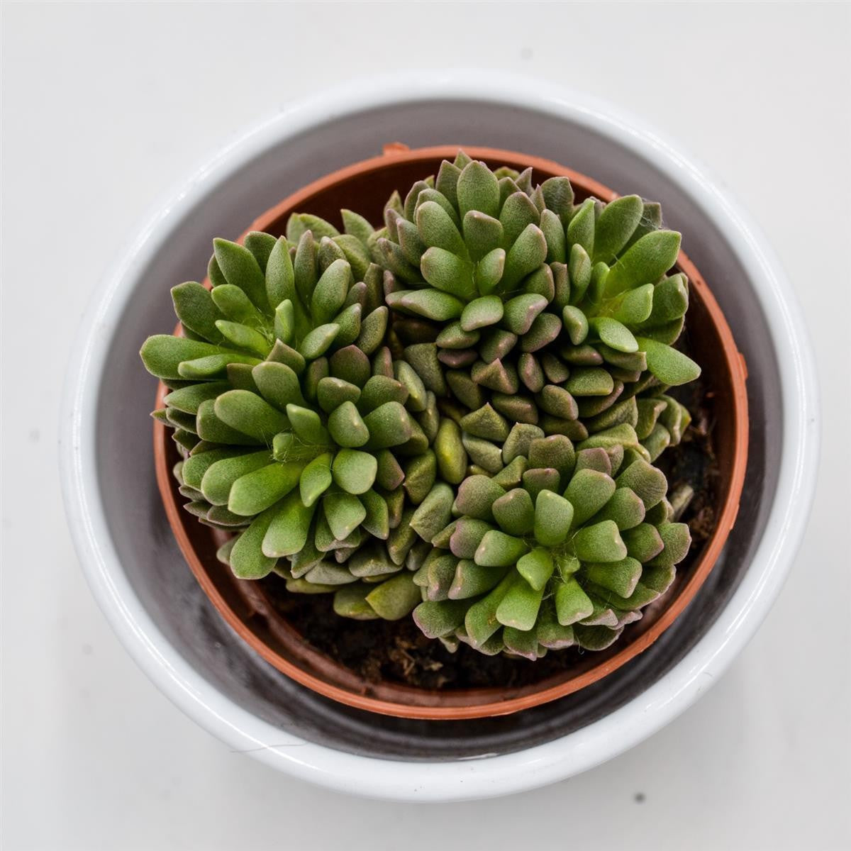 Anacampseros marlothii - 8.5cm