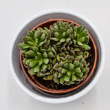 Anacampseros marlothii - 8,5cm