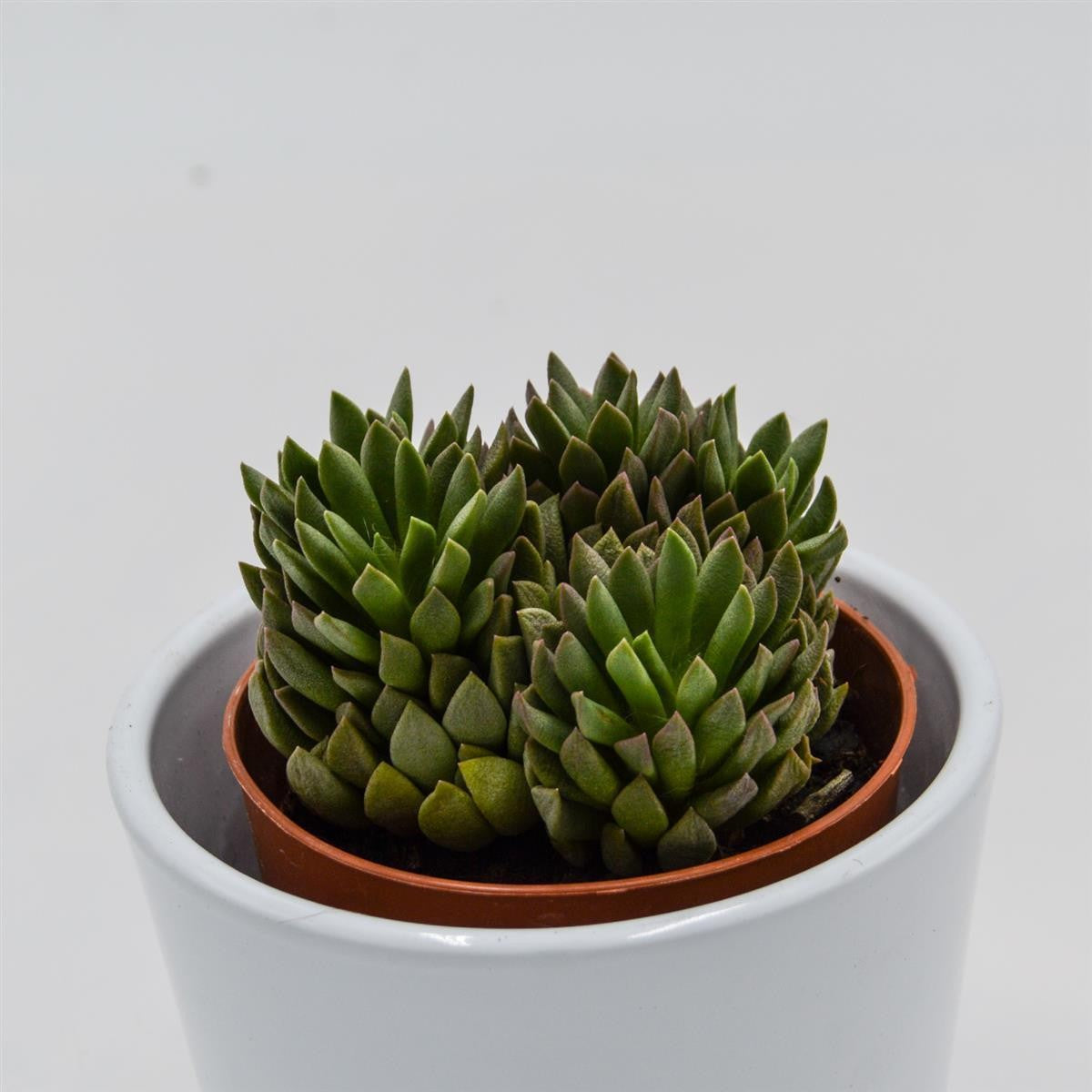 Anacampseros marlothii - 8,5cm