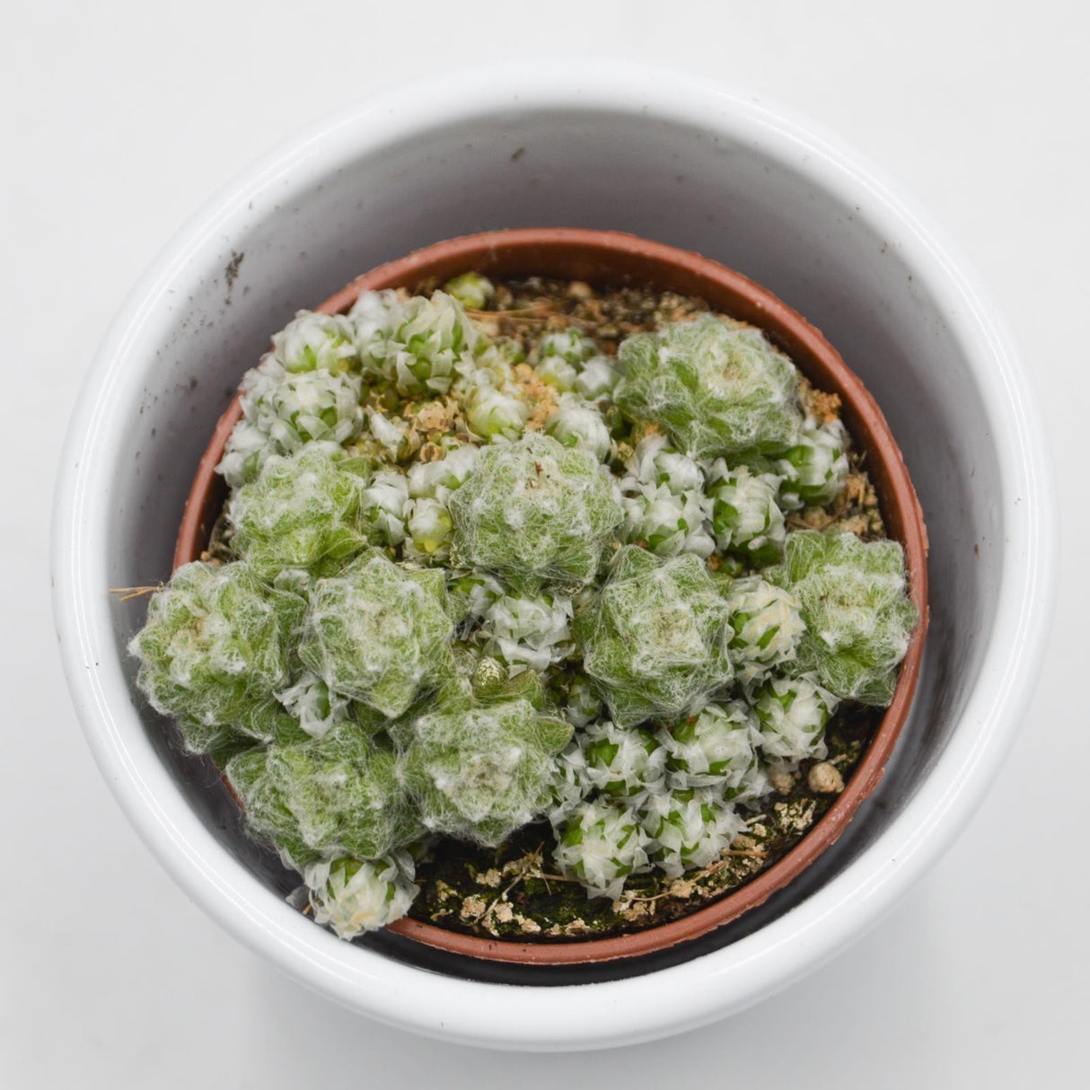 Anacampseros retusa filamentosa - 5.5cm