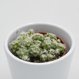 Anacampseros retusa filamentosa - 5.5cm