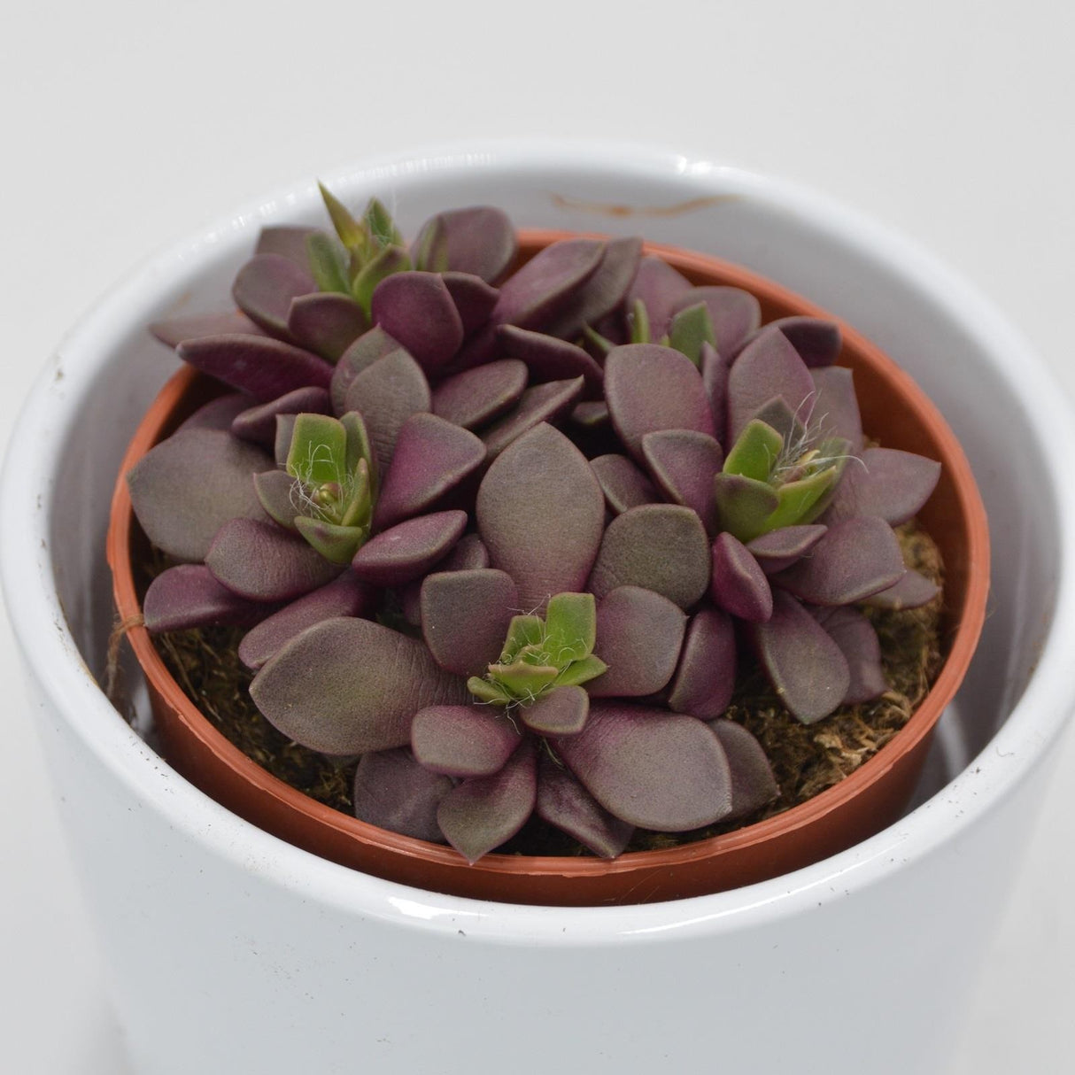 Anacampseros retusa f. rubra - 8.5cm