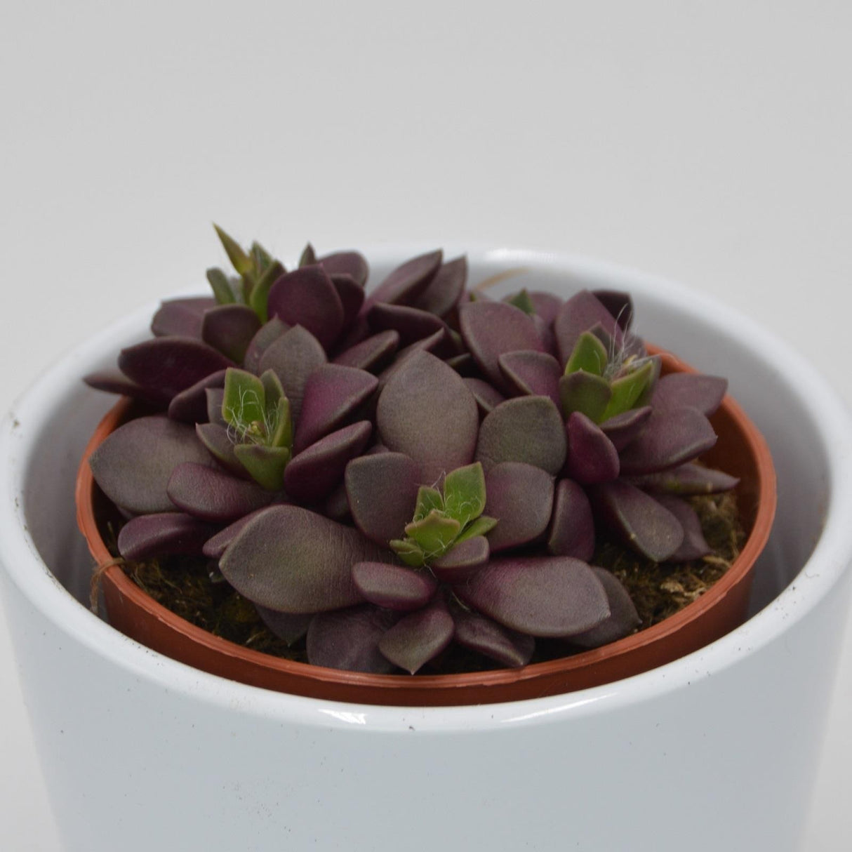 Anacampseros retusa f. rubra - 8.5cm