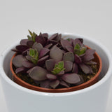 Anacampseros retusa f. rubra - 8.5cm