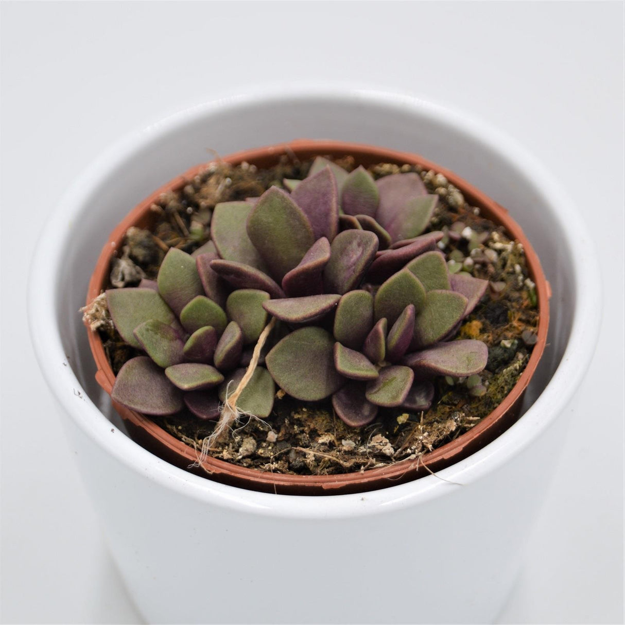 Anacampseros retusa f. rubra - 8.5cm