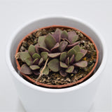 Anacampseros retusa f. rubra - 8.5cm