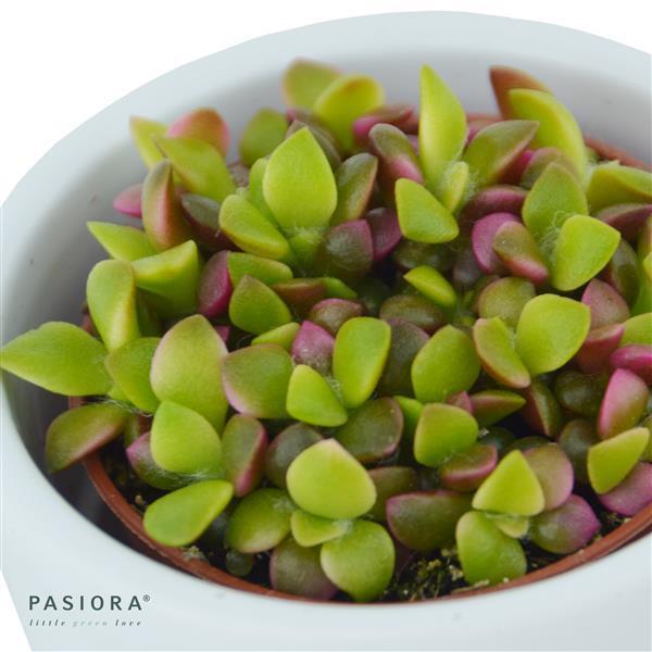 Bunter Sukkulenten Mix