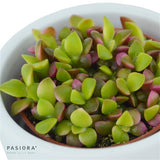 Bunter Sukkulenten Mix