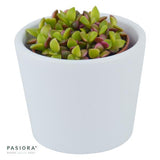 Anacampseros rufescens subsp. variegata - 5,5cm